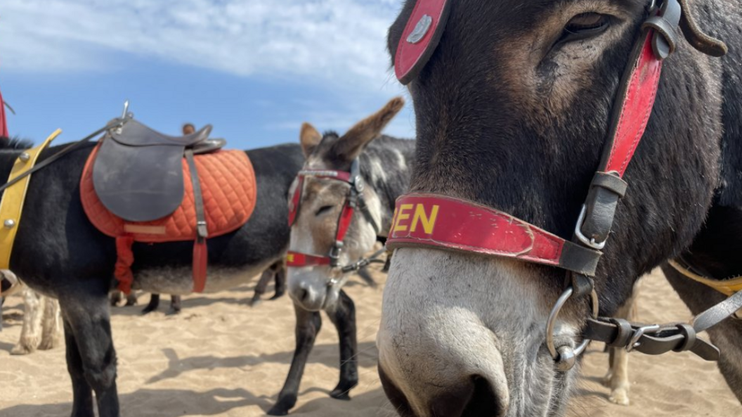 A close-up of a donkey's face, while standing on a beach with other donkeys in the background