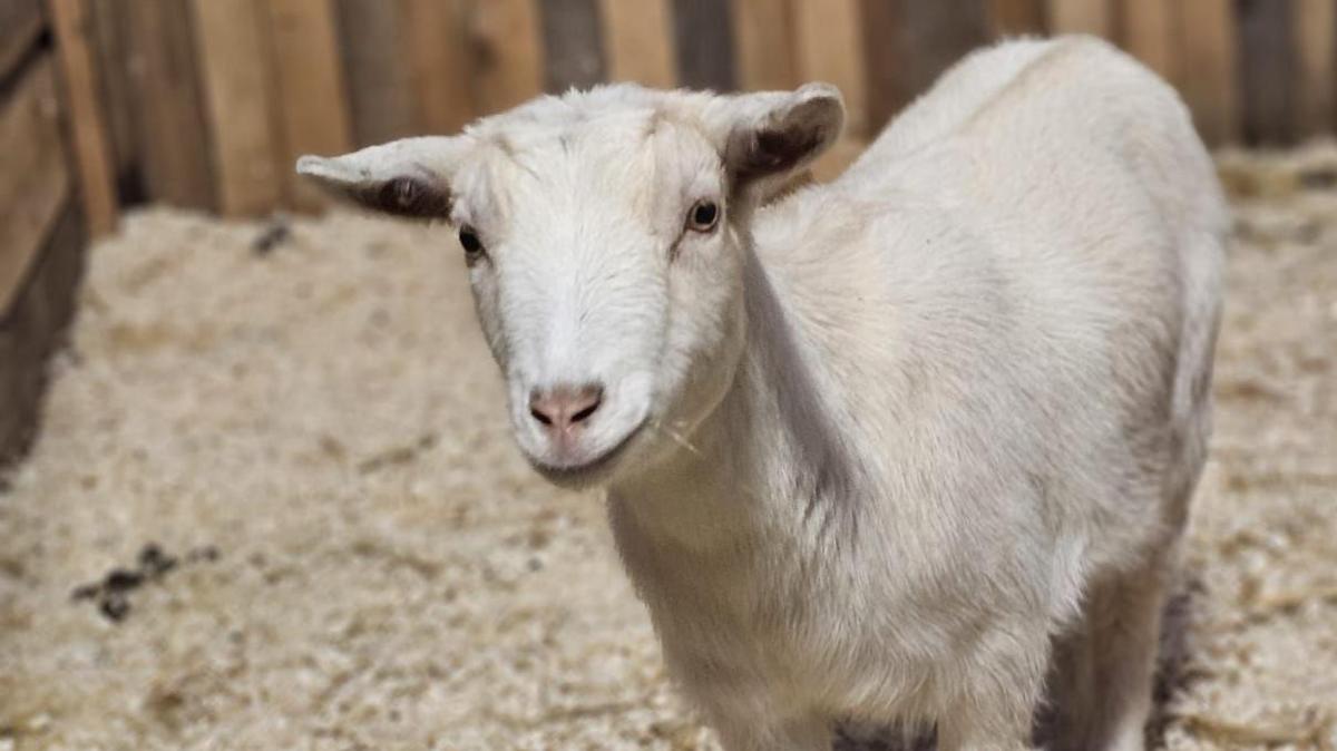 Rose is a white goat standing in an indoor stable