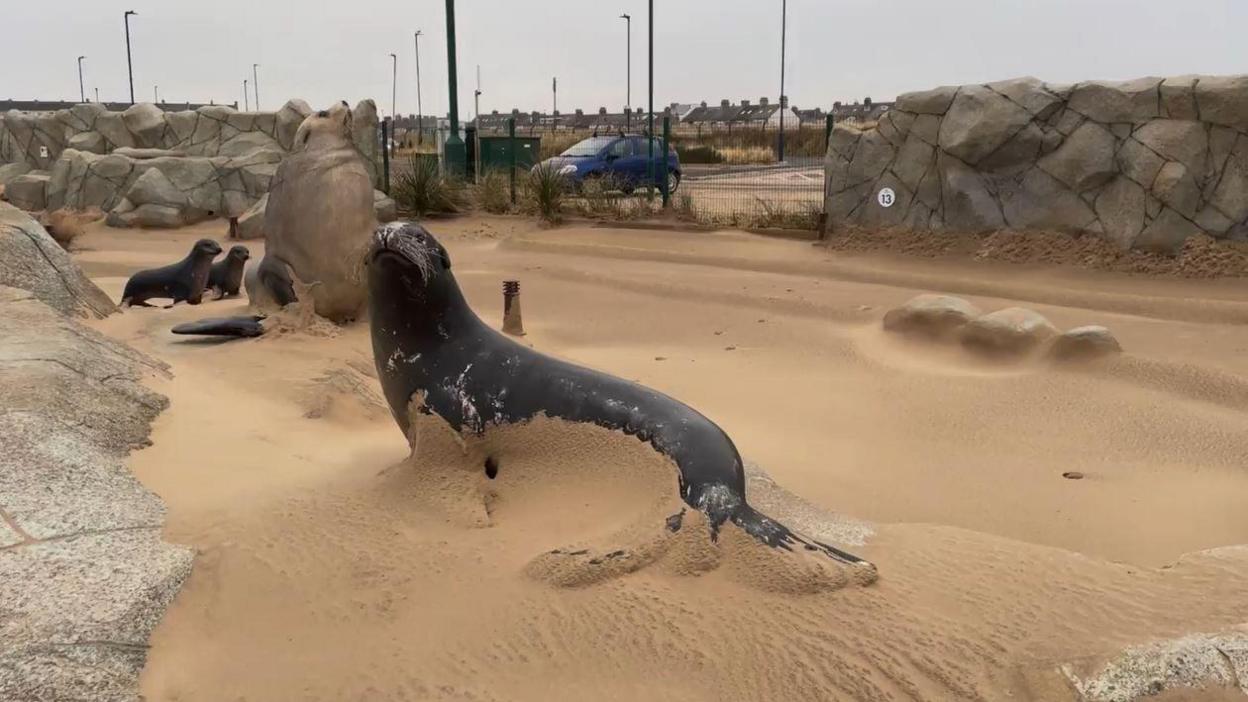 A model of a grey seal is partially covered in sand.