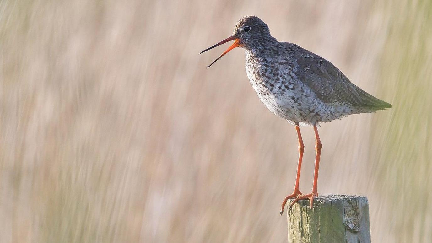 a redshank wetland bird sitting on a fence post