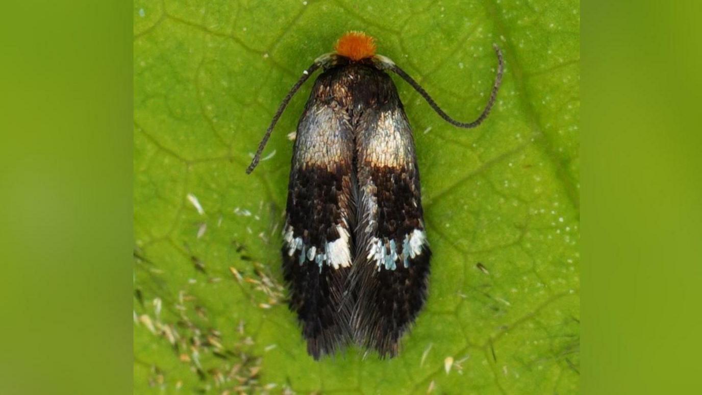 Close up of the rare micro moth on a green leaf. Its wings appear fluffy.