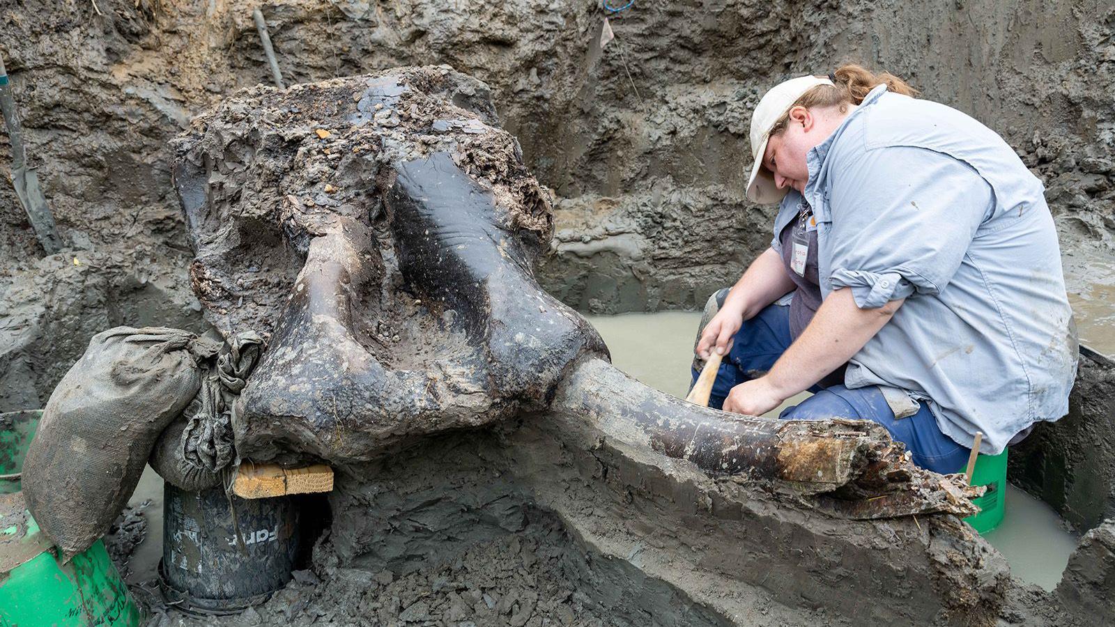 MMastodon tusk in mud