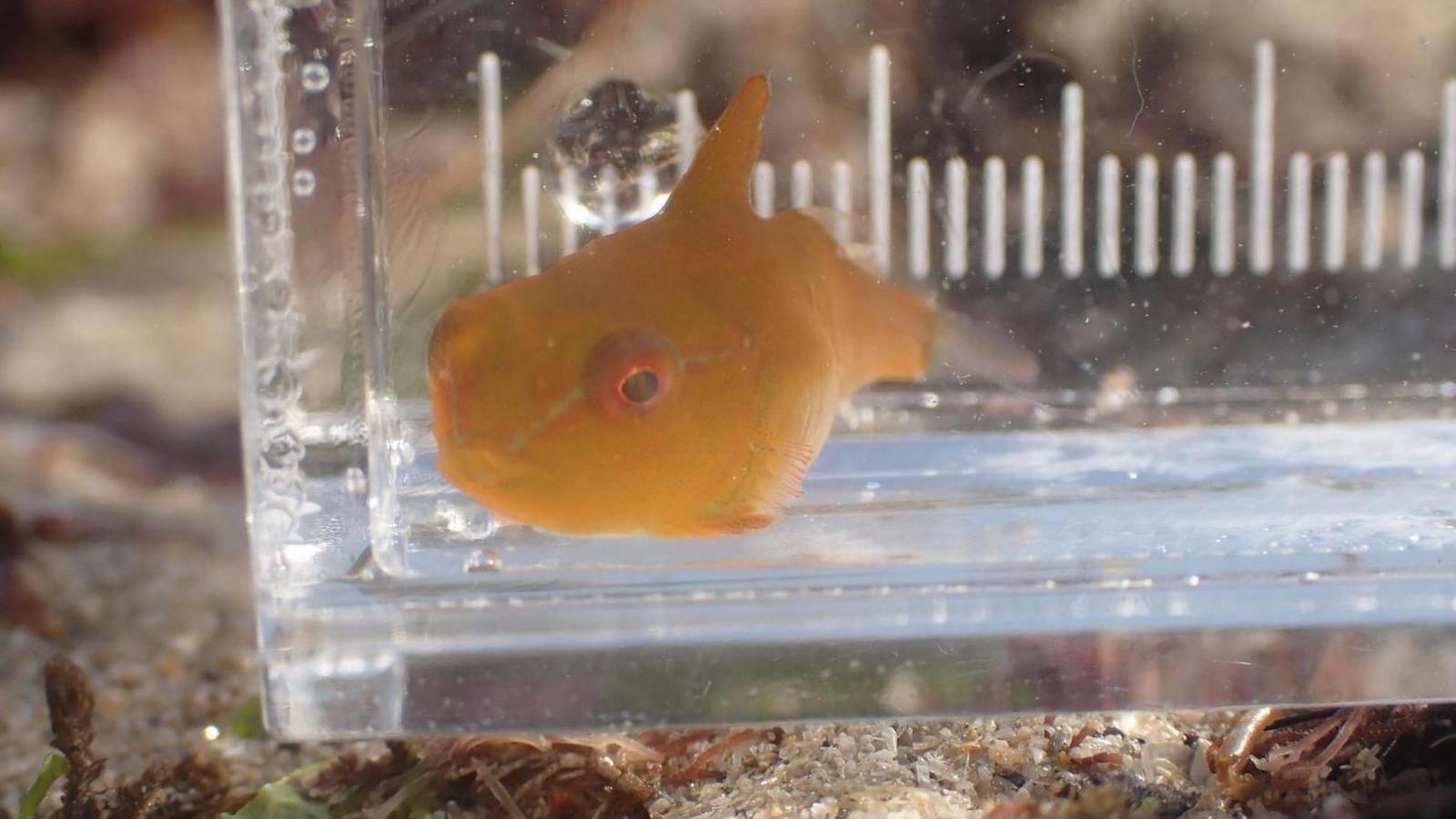 A lumpsucker is seen in a glass container while still underneath the water. It is orange and ball-shaped with large eyes. 