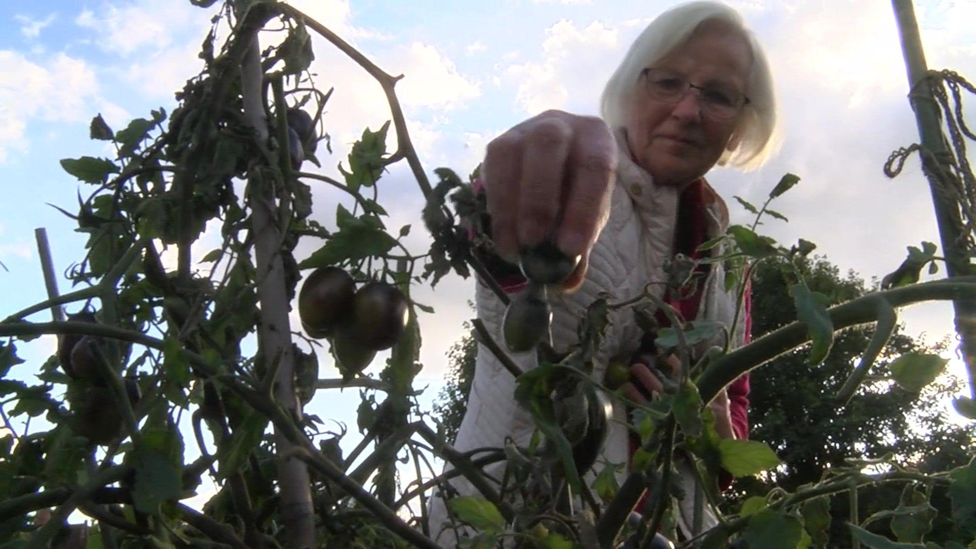 Simka Dunn picking a green tomato off of a plant at the Henley Road allotments