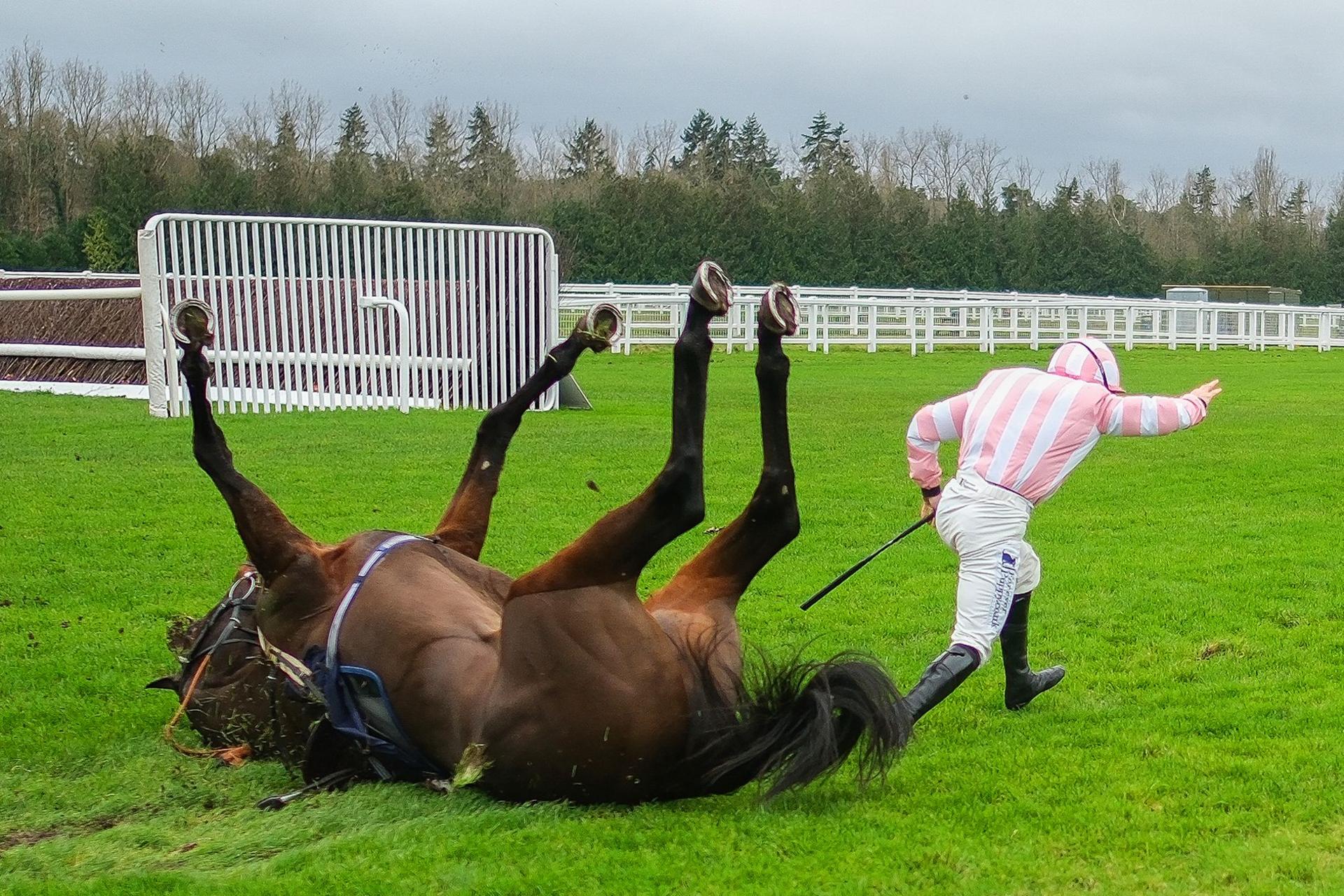 Ben Jones riding Roysse fall at the last when well clear in The at Newbury Racecourse in Newbury, England