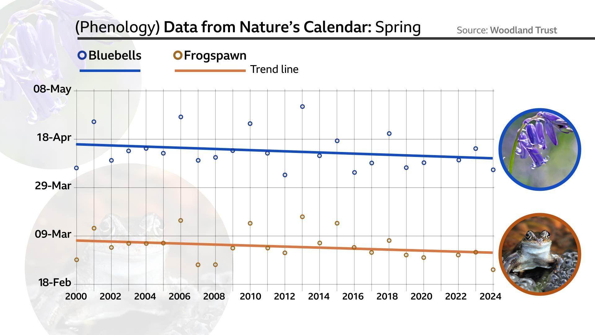 Graph showing the date at which bluebells and frogspawn are first seen in spring in the UK from 2000 to 2024.  Both have a trend line that is going down on the y-axis and therefore indicating both have been appearing earlier in the year