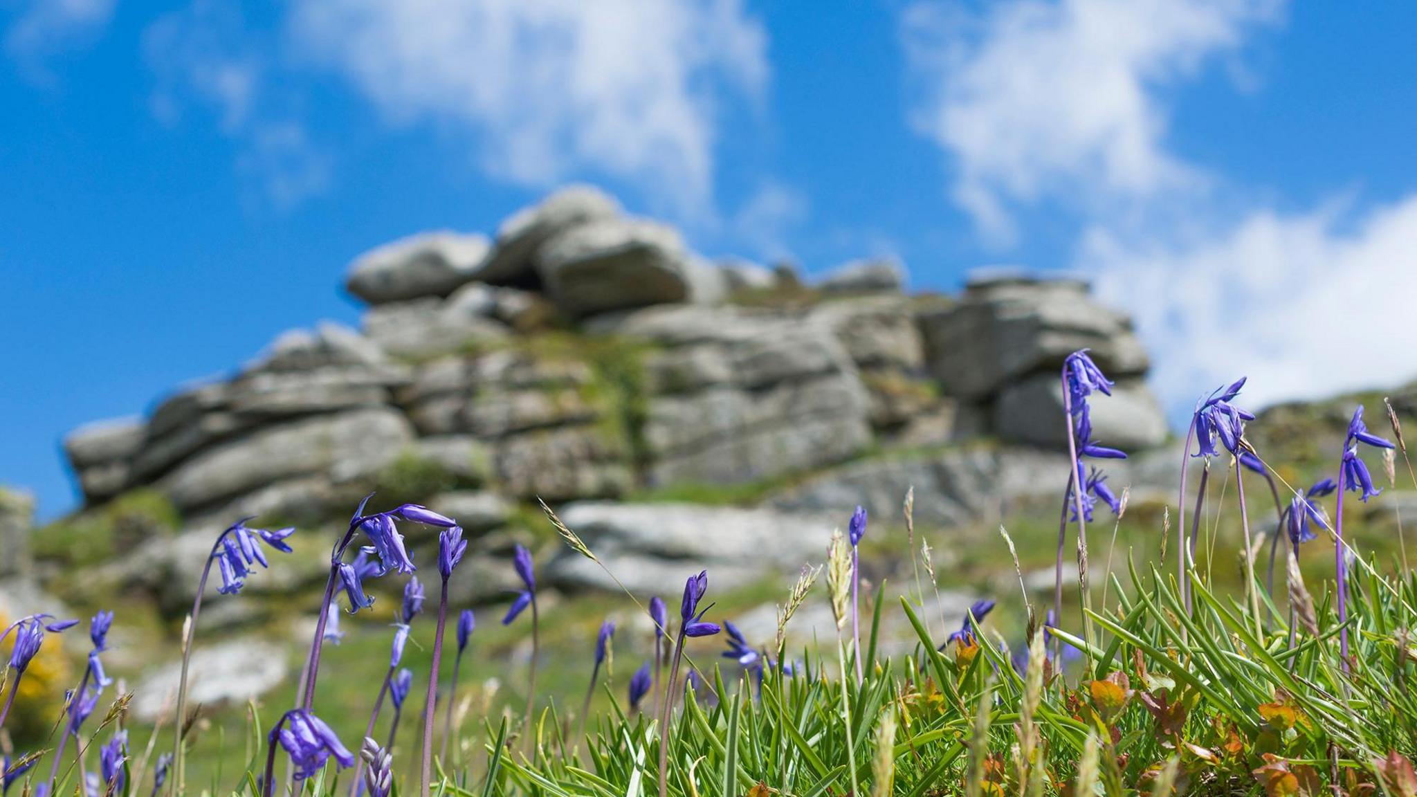 Bluebells in the sunshine in front of the rock formation Helman Tor