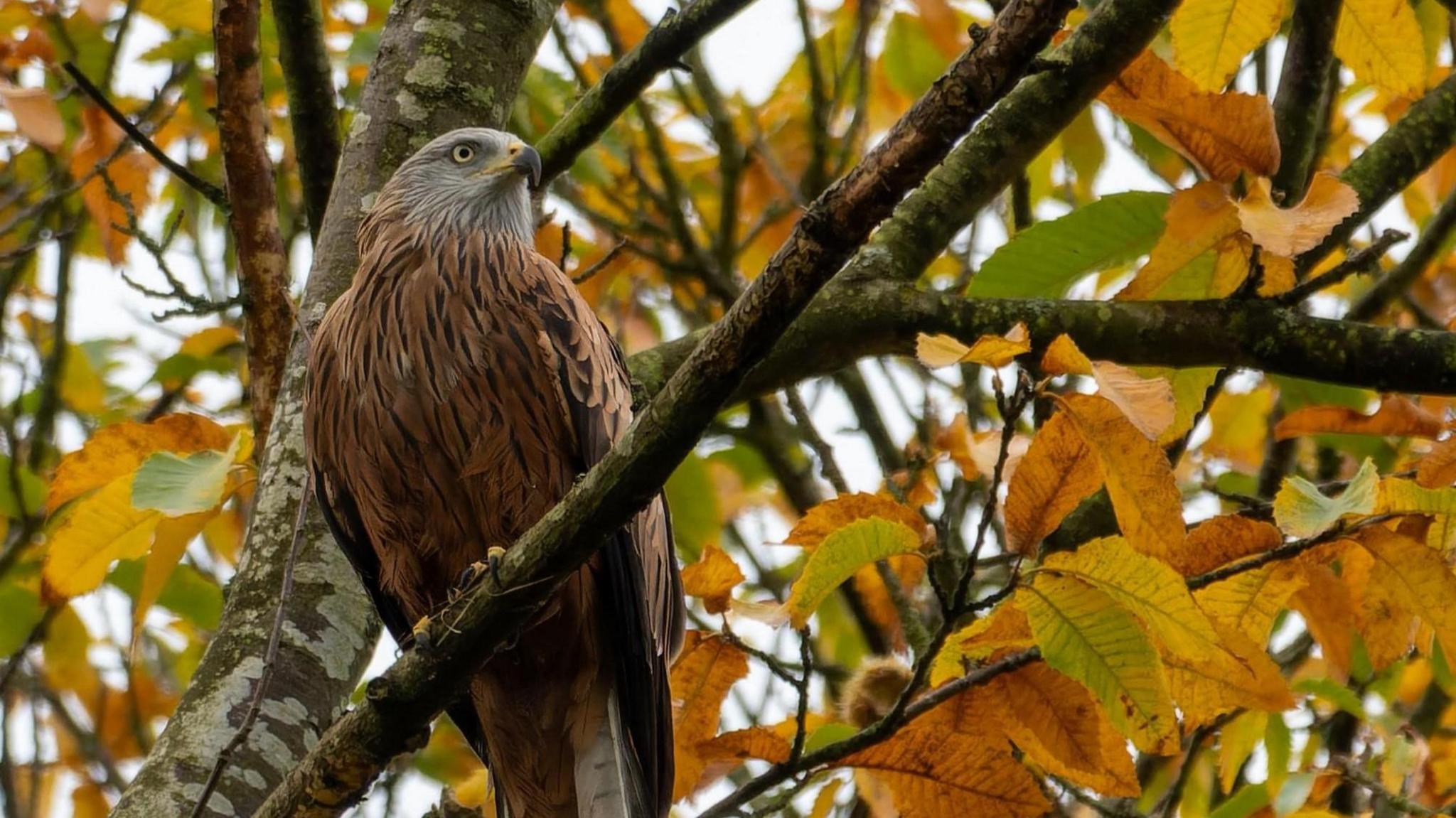 A Red Kite bird sits on the branch of a tree surrounded by autumn shades of leaves.