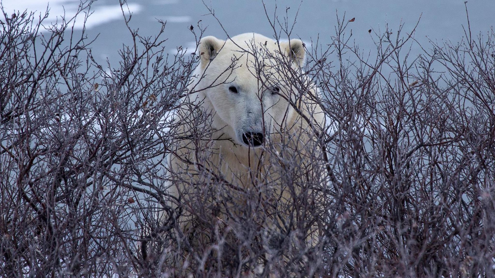 A polar bear looks out from behind branches on the Arctic tundra near Churchill, Manitoba