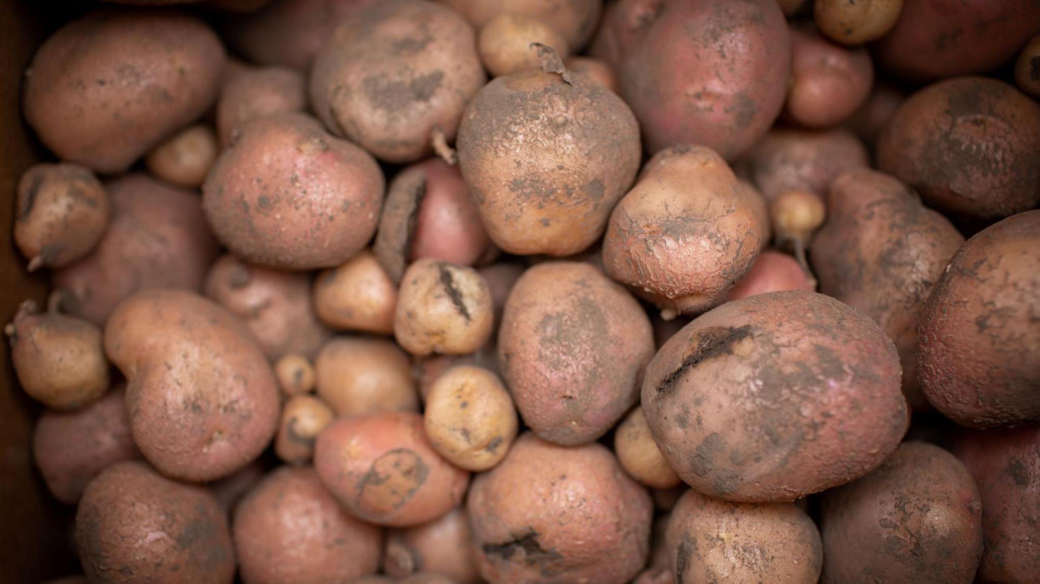 A large pile of muddy potatoes.