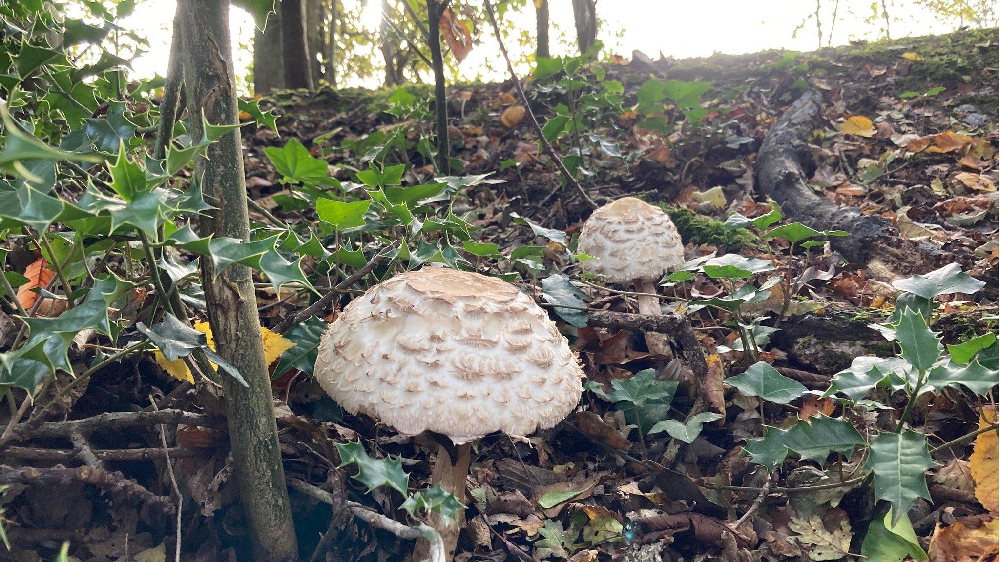 Robin captured this shot of fungi surrounded by leaves on the woodland floor in Aldworth