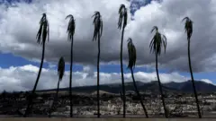 夏威夷毛伊島拉海納鎮一列被燒焦的棕櫚樹（15/8/2023）