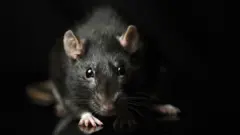 File photo of a rat