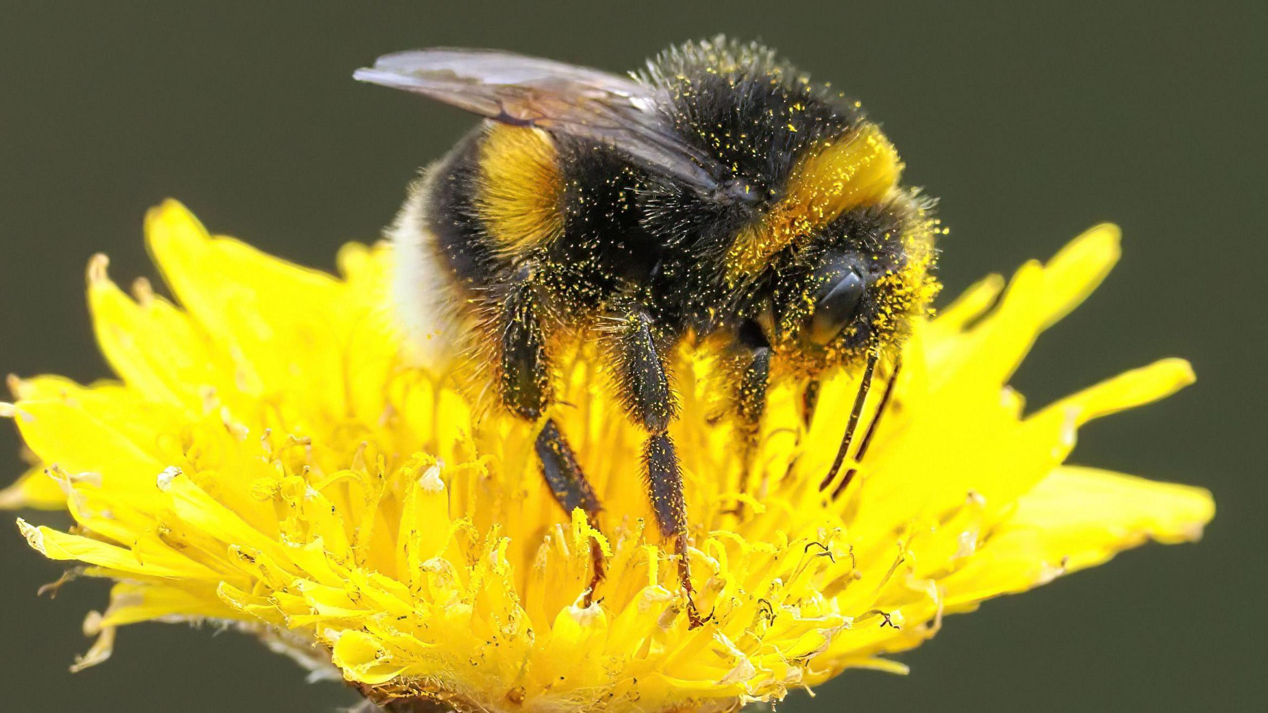 A pollen-covered bee on a yellow flower