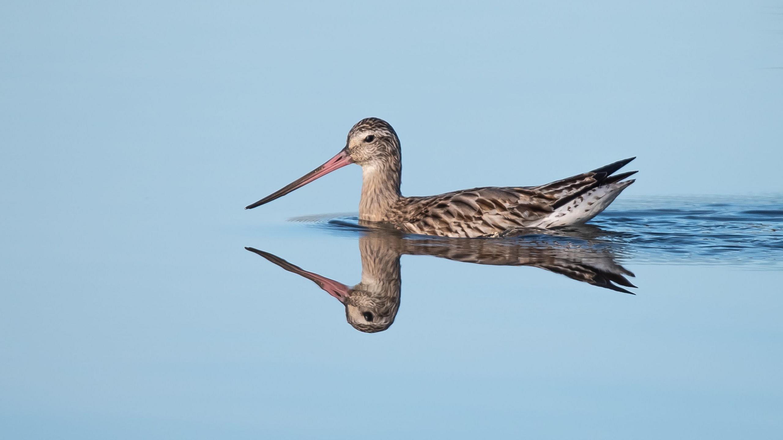 Against a blue background, a bar tailed godwit glides across the water's smooth surface from right to left, its tail feathers leaving a ripple of water behind it. 