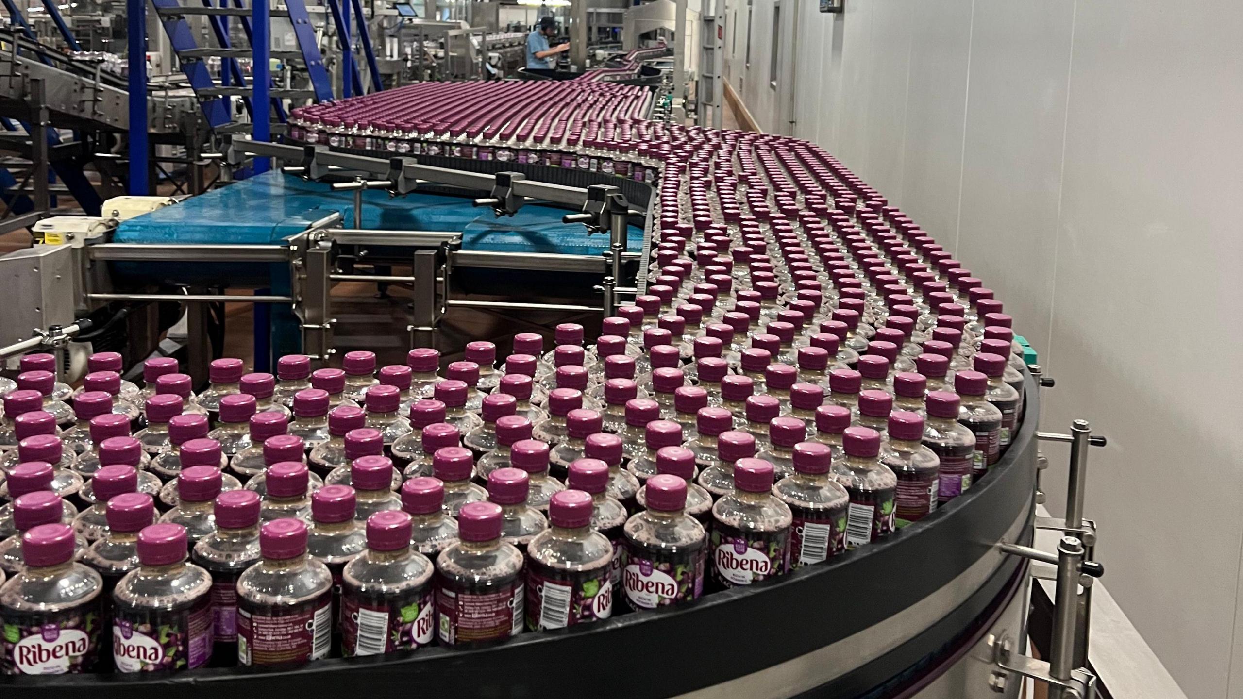 Hundreds of plastic bottles of Ribena make their way through a factory on a conveyor belt, which snakes around