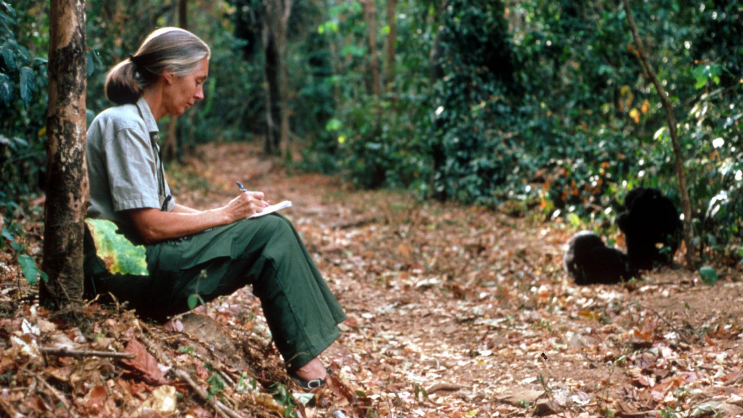 Dr Jane Goodall studies the behavior of a chimpanzee