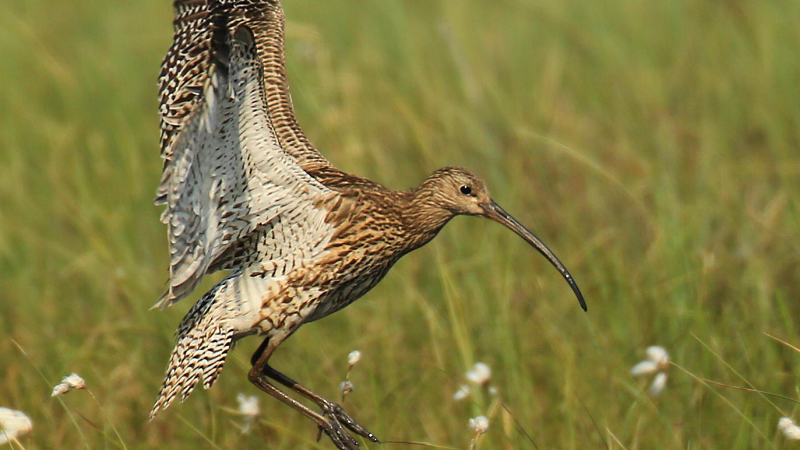 The curlew is mid flight, hovering over long grass which is flecked with white daisies in a meadow. The bird's markings are brown and white flecks and stripes, with a long thin beak.