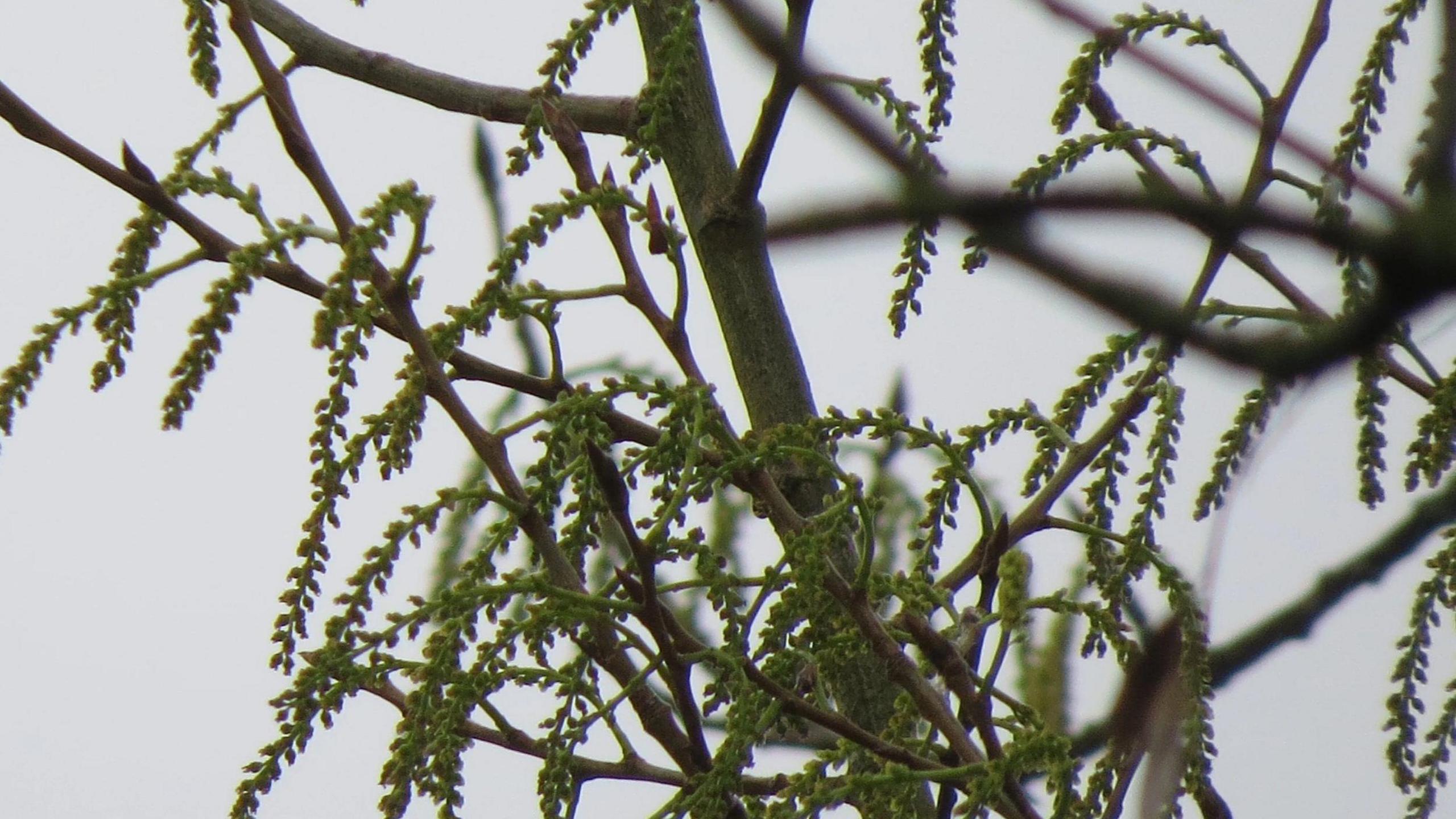 Black poplar flowers. It's an overcast day.