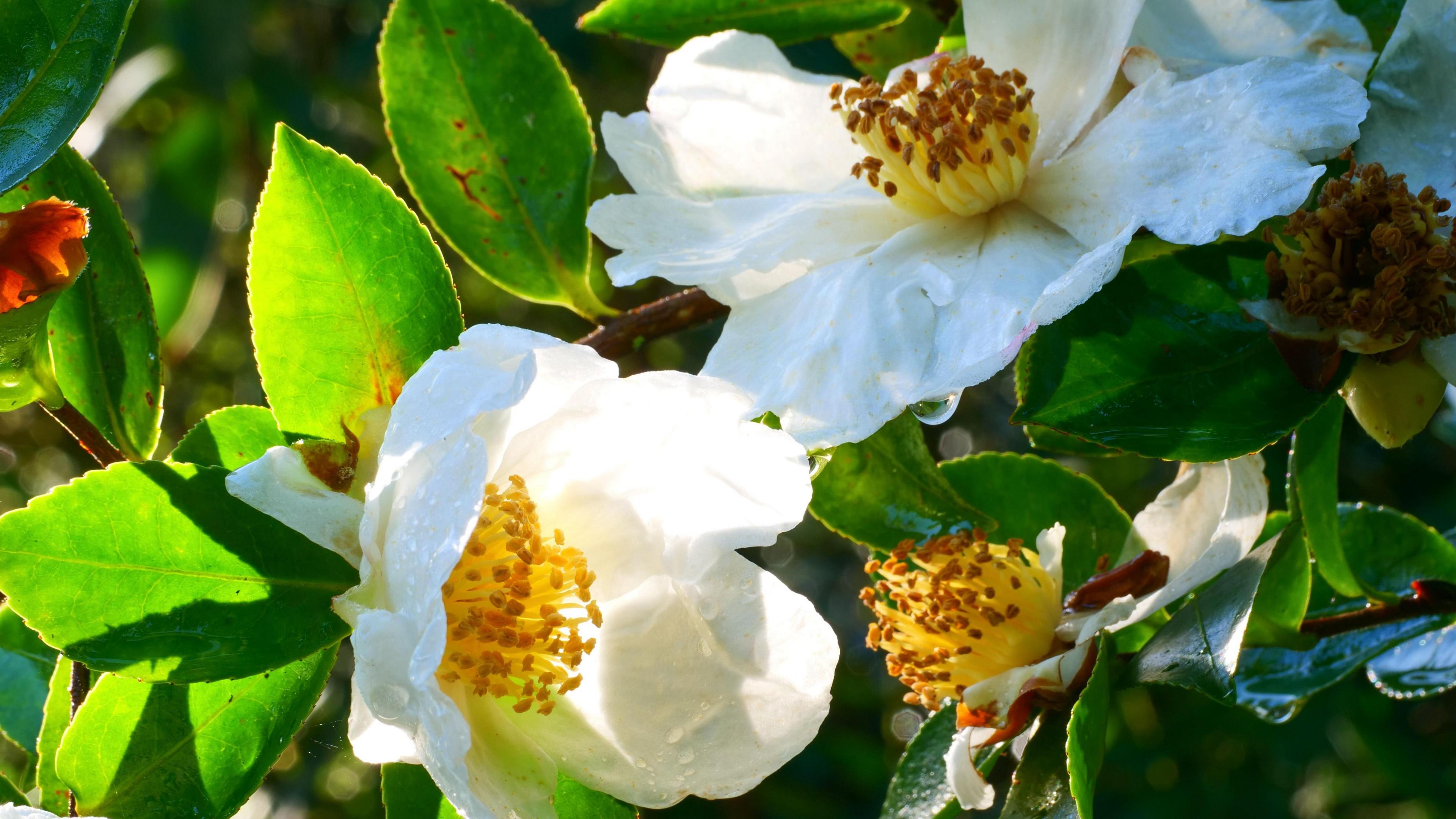 Camelias in Glendurgan Garden, Cornwall 