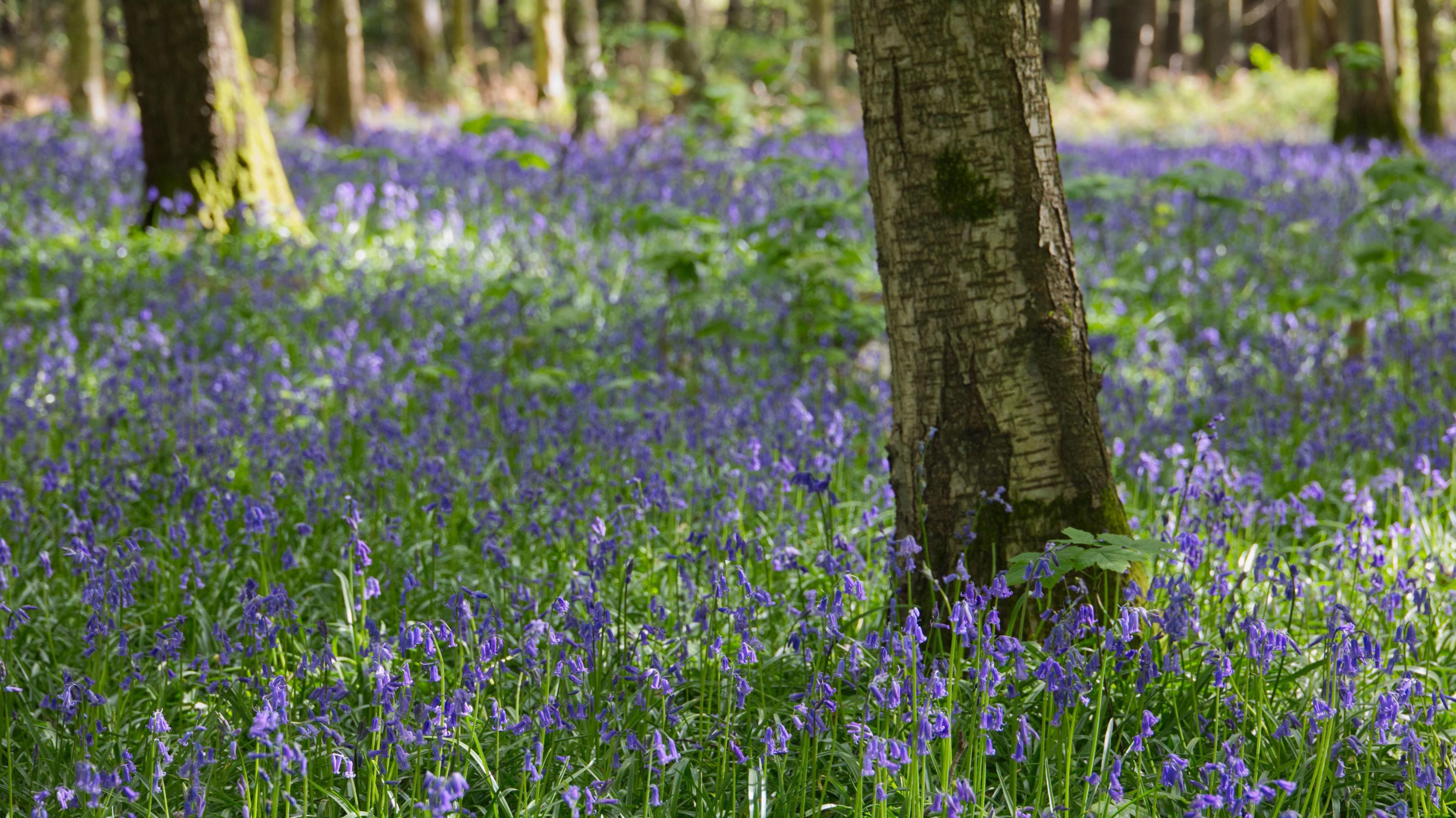 Bluebells in Walk Wood at Sheffield Park and Garden