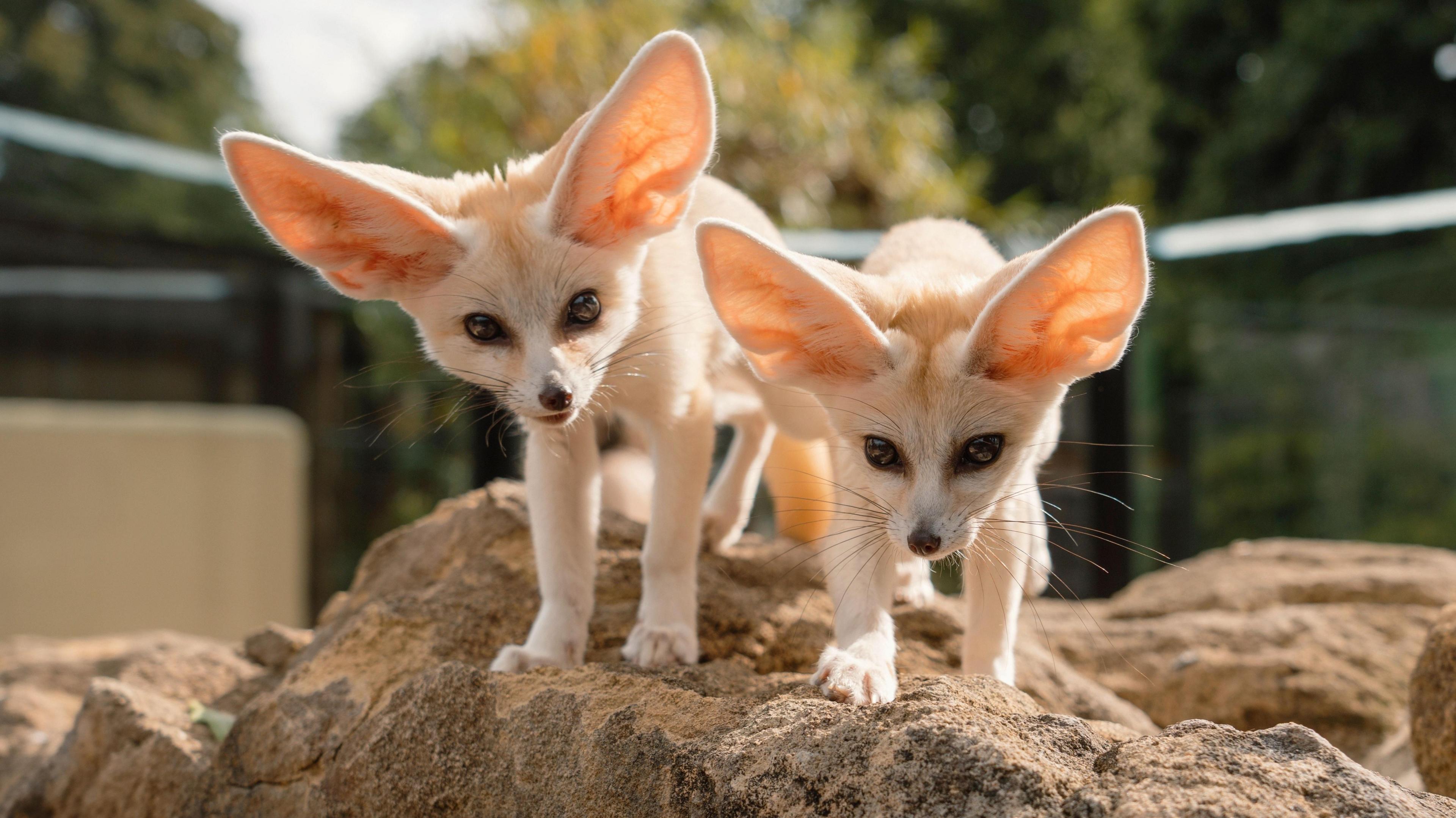 Two fennec fox kits. They are beige in colour, with big, dark eyes and a small dark nose. They have large, pointy ears. They are standing on a rock. One fox is looking at the camera, while the other is looking down