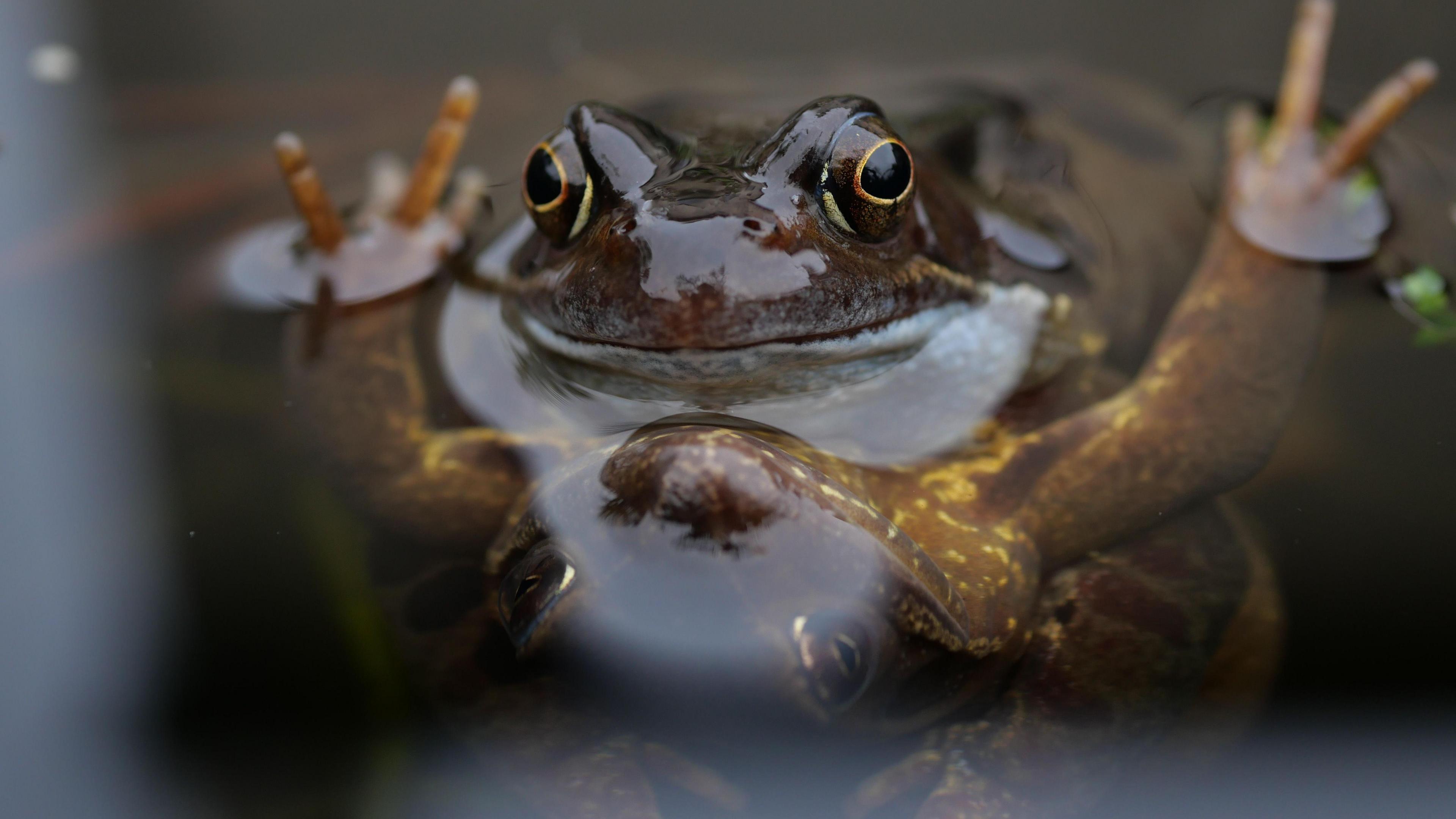 The head of a frog emerges from the water, its arms outstretched and pads sticking out of the water in a peace sign formation on both sides. Its reflection can be seen looking upwards out of the water. 