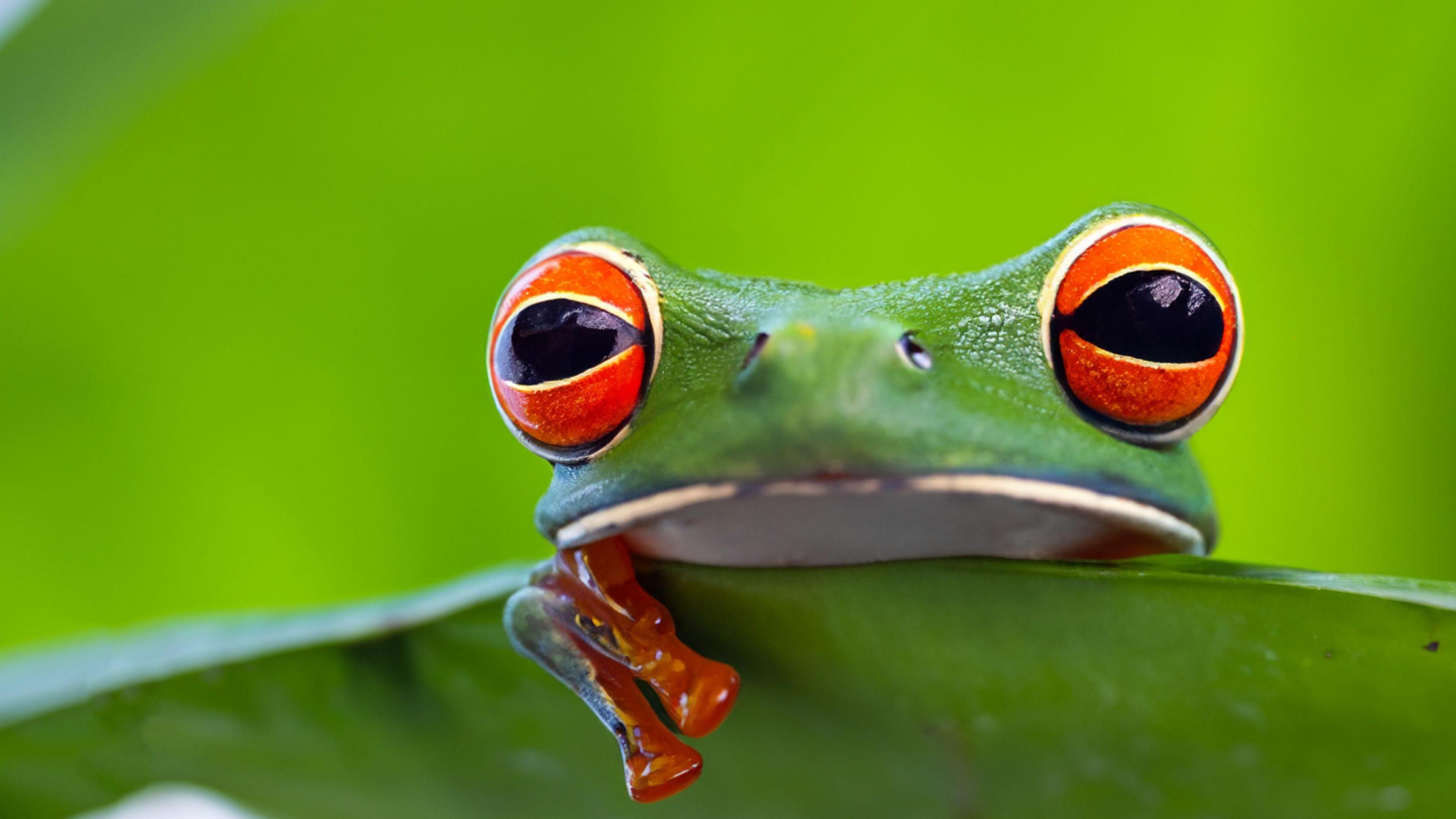 Frog on a small leaf in the Amazon