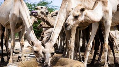 Camels in Somalia