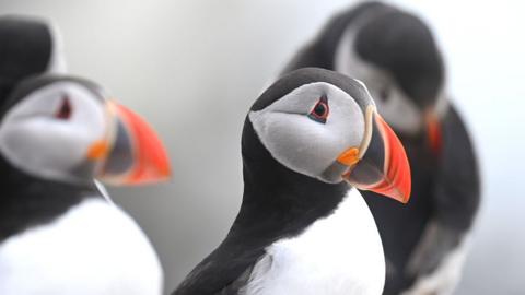 A close up picture of puffins, one bird looks directly into the camera lense. They have black feathers on their backs, necks and top of their heads, with white feathers on their breast and the side of their heads. They also have brightly coloured beaks