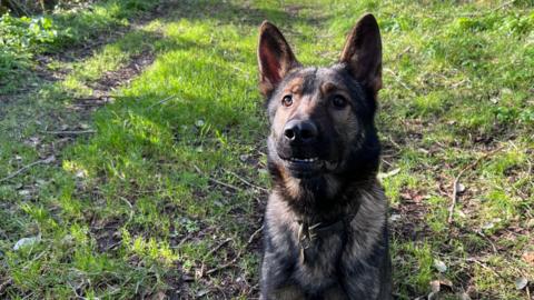 Dark coloured German Shepherd dog pictured sitting on grass looking like he is smiling into the camera