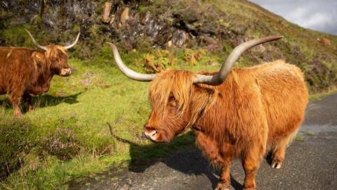 Highland coos at Elgol, Skye. Picture by Maree Nicolson/BBC Naidheachdan.