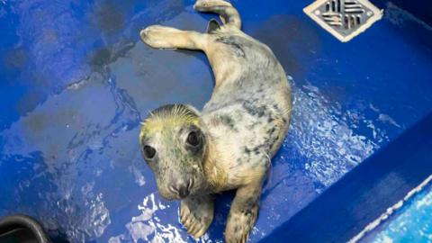 First seal pup of the season Maggot arrives at the Cornish Seal Sanctuary