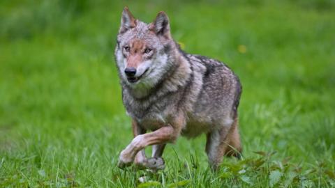 A European grey wolf