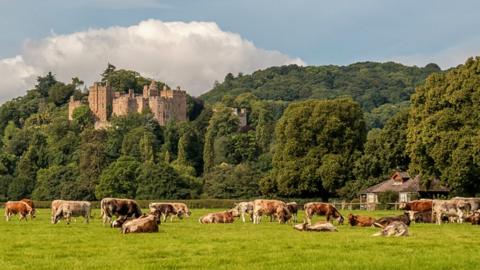 Cows graze in front of Dunster Castle