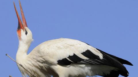 White stork calling