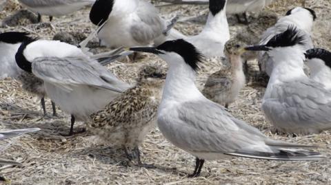 Sandwich terns and chicks