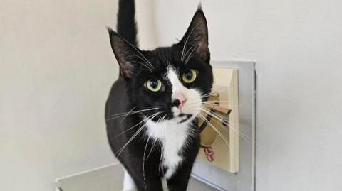 A black and white domestic shorthair crossbreed cat, stood on a shelf, staring directly at the camera with big green eyes. 