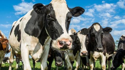 Black and white cows look at the camera