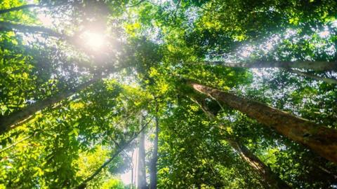 Tall trees in a rainforest - viewed from a camera pointing straight up towards the canopy, with bright sunlight breaking through the leaves. 