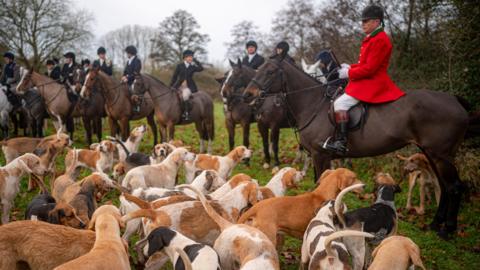 Hunters on horses surrounded by hound dogs