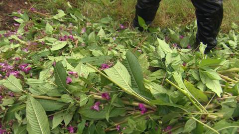 Himalayan balsam plants that have been pulled out of the ground lying flat on ground. 