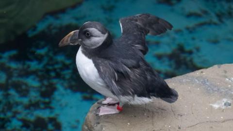 A puffin with a long beak, white bill and dark feathers stands on a wall near some blue water.