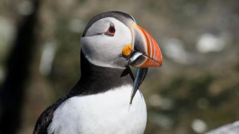 A puffin