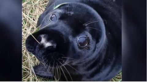 A black seal pup looking up into the camera. You can see one of its front flippers