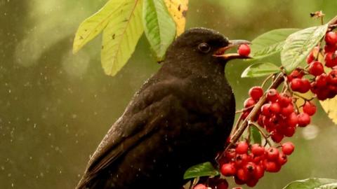 A black bird sheltering from the rain under a branch eating a berry