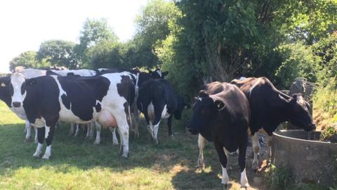 Picture of a herd of cows drinking