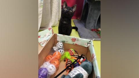 A shoebox wrapped in Christmas paper with some plastic balls inside and a soft toy with a black cat looking endearingly off camera