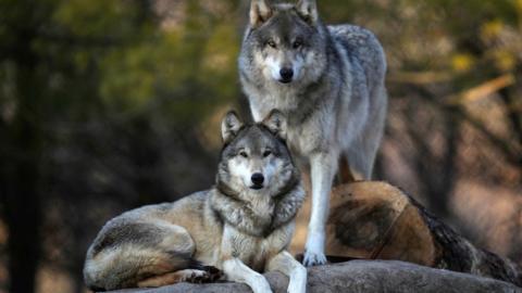 Two grey wolves photographed at the Minnesota Zoo.