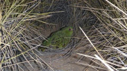 Picture of a night parrot